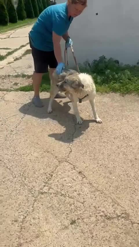 Mixed Breed dogs for adoption: Nelson 🐾 Five Years Waiting for a Real Life - Video 1