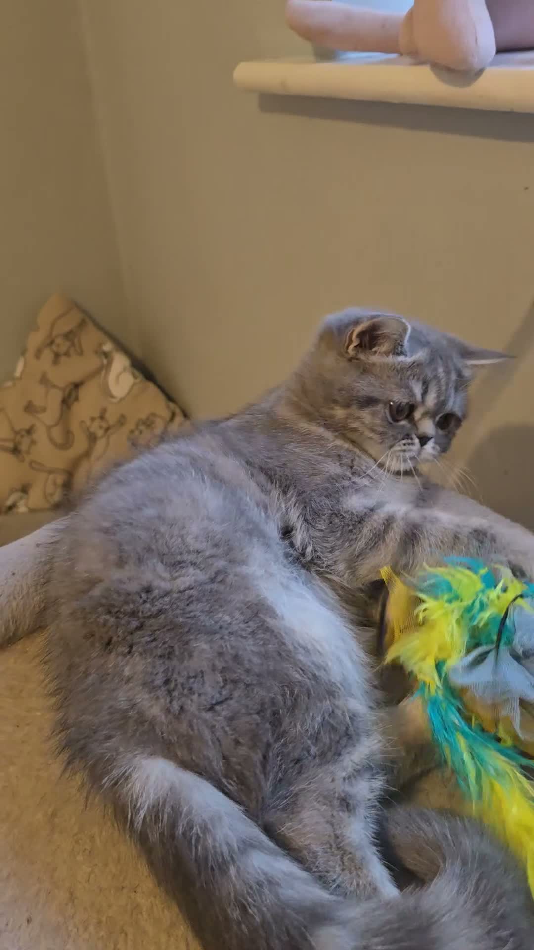 Exotic cats for sale: READY  NOW EXOTIC  GIRL. - Video 1