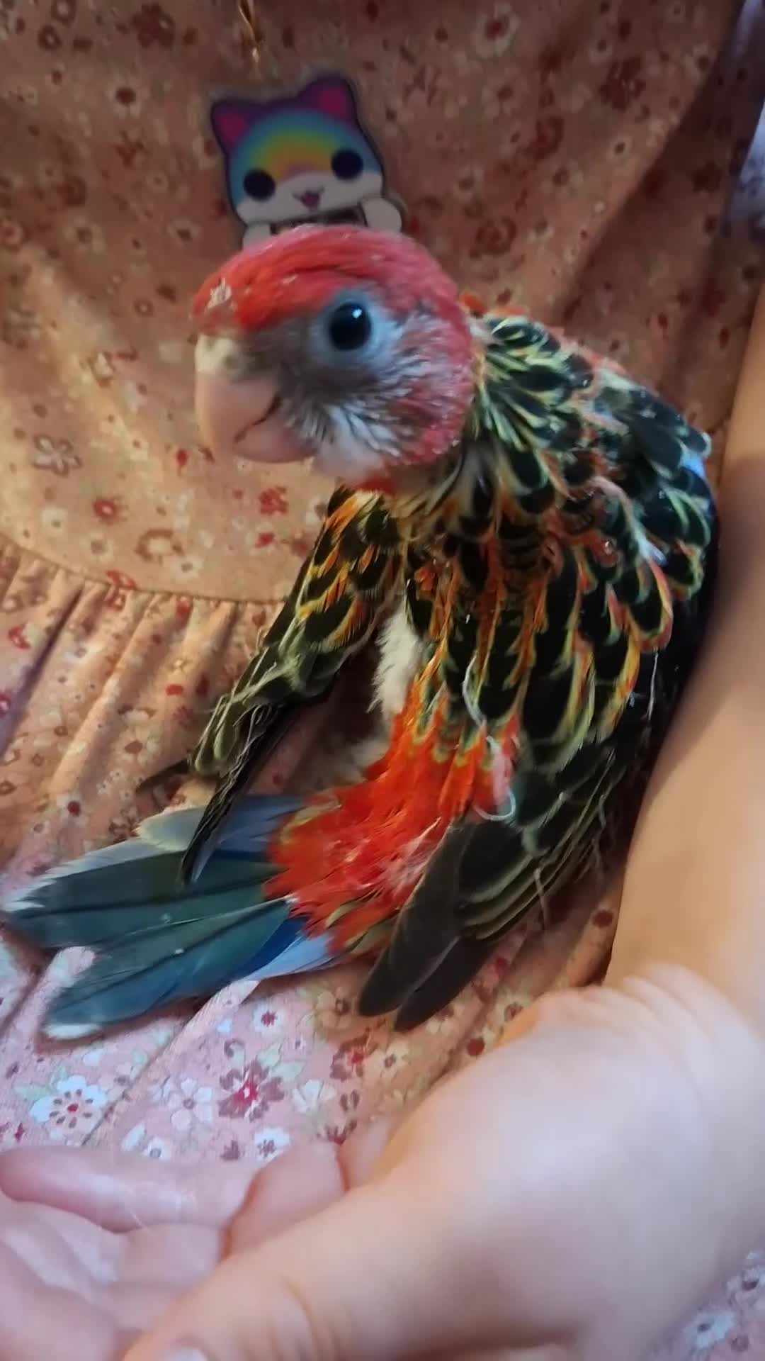 Parakeets birds for sale: Hand Reared Rosella - Video 1