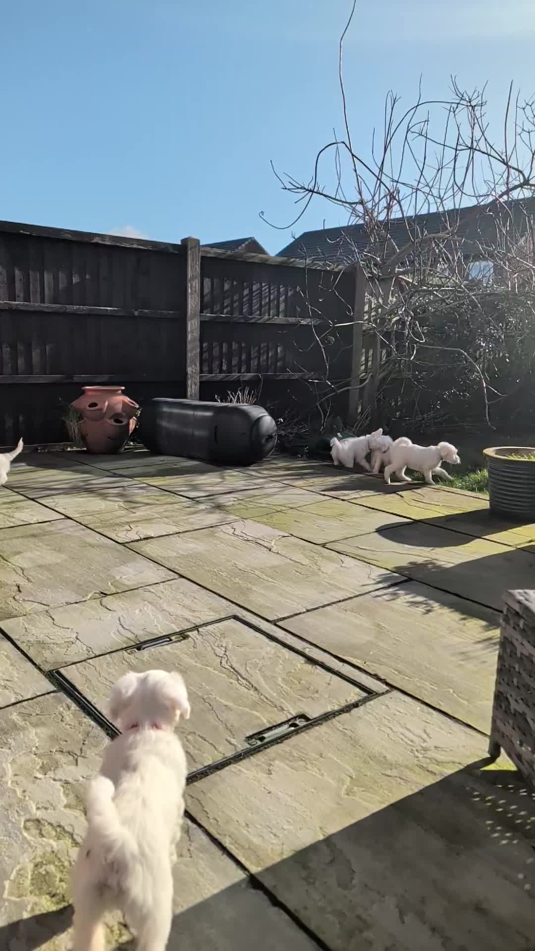 Tibetan Terrier dogs for sale: Tibetan Terrier Pups – Ready Now (Price Reduced) - Video 1