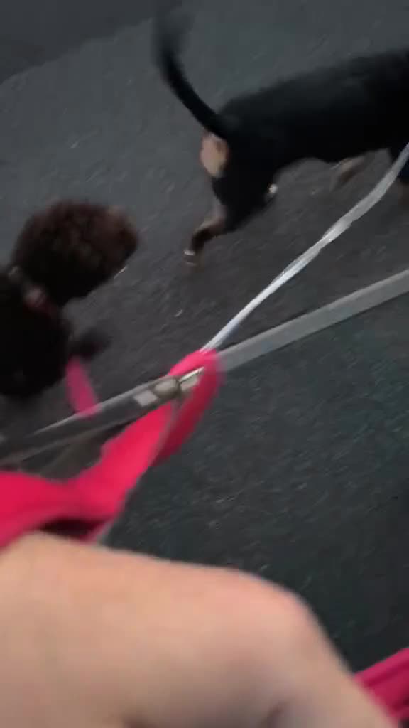 Lagotto Romagnolo dogs for sale: Lagotto Romagnolo - The Best breed ever  - Video 2
