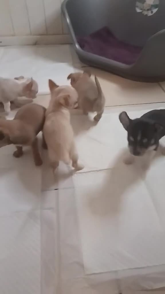 Chihuahua dogs for sale: Chihuahua puppies in Barnsley - Video 1