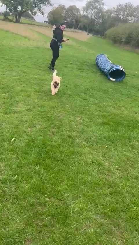 Cockapoo dogs for sale: Poppy - Video 2