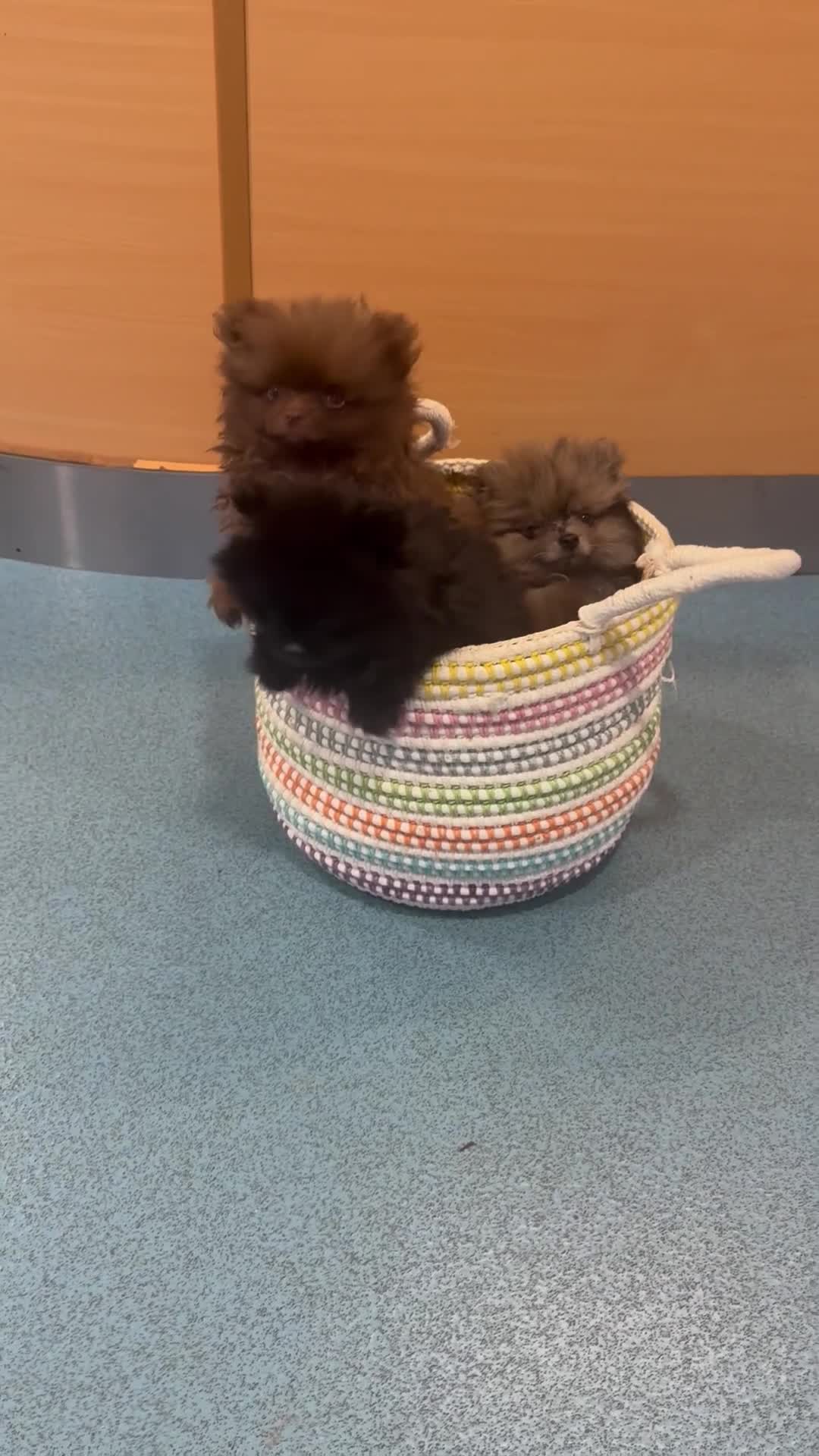 Pomeranian dogs for sale: PERFECT GIRL POMERANIAN 1.2kg Merle  - Video 1