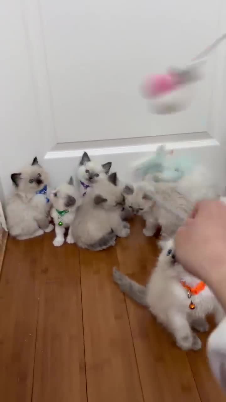 Ragdoll cats for sale: 8 Ragdoll cats - Video 2