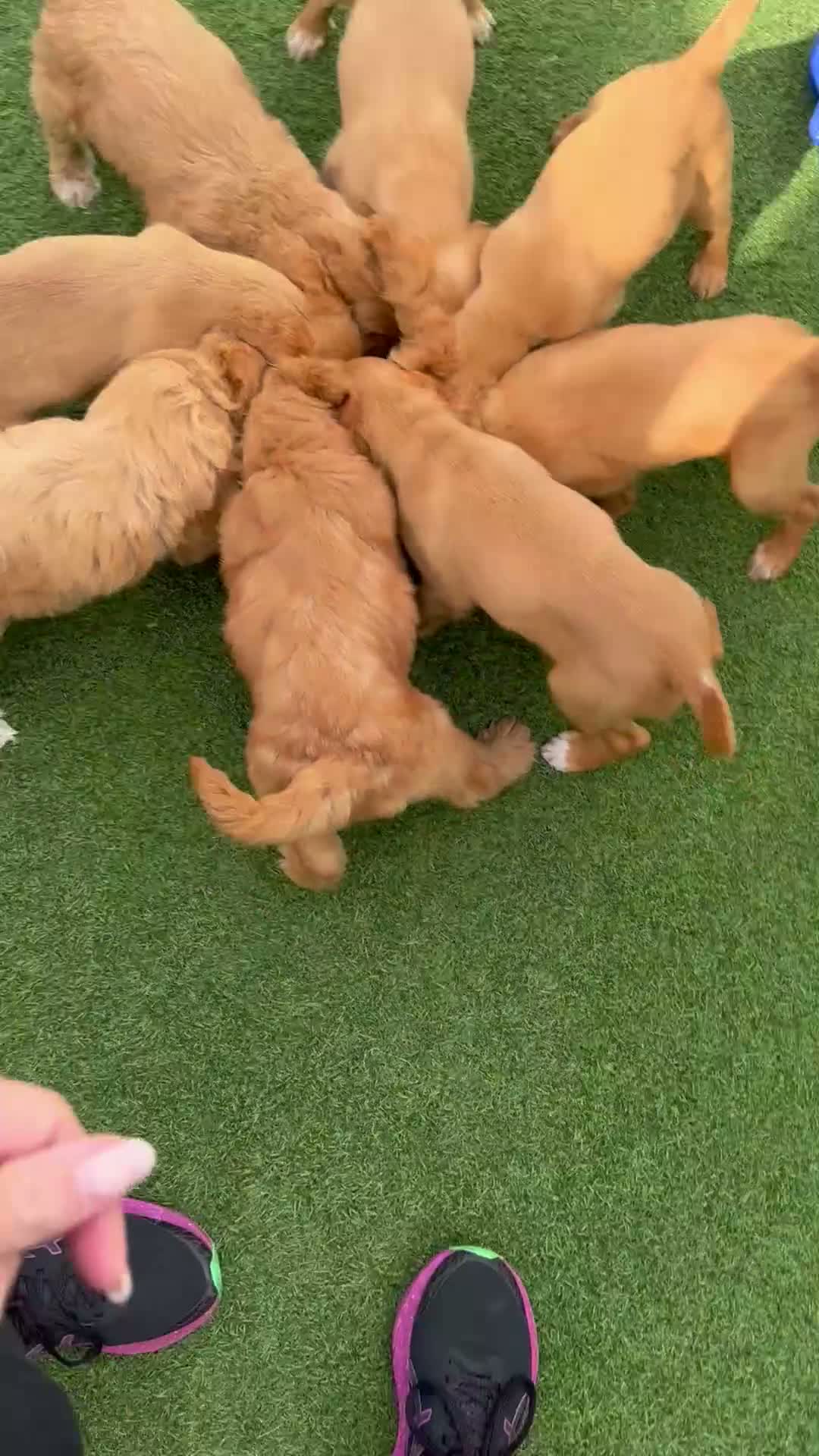 Mixed Breed dogs for sale: Mini Goldendoodle - Video 1