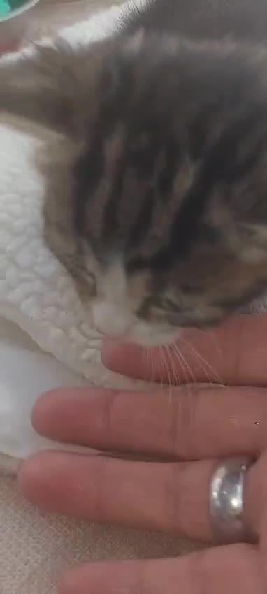 Ragdoll cats for sale: Very small size Rag Doll kittens.MumPersianRagDoll - Video 3