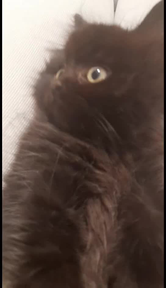 British Longhair cats for sale: British longhair male kitten - Video 3