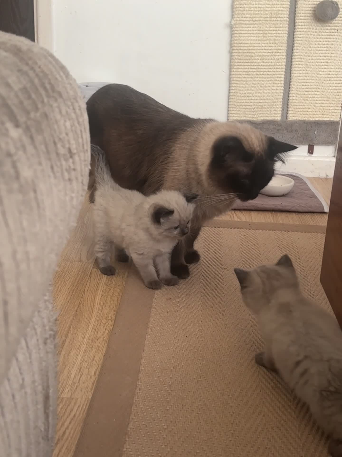 Ragdoll cats for sale: Male Ragdoll kitten  - Video 3