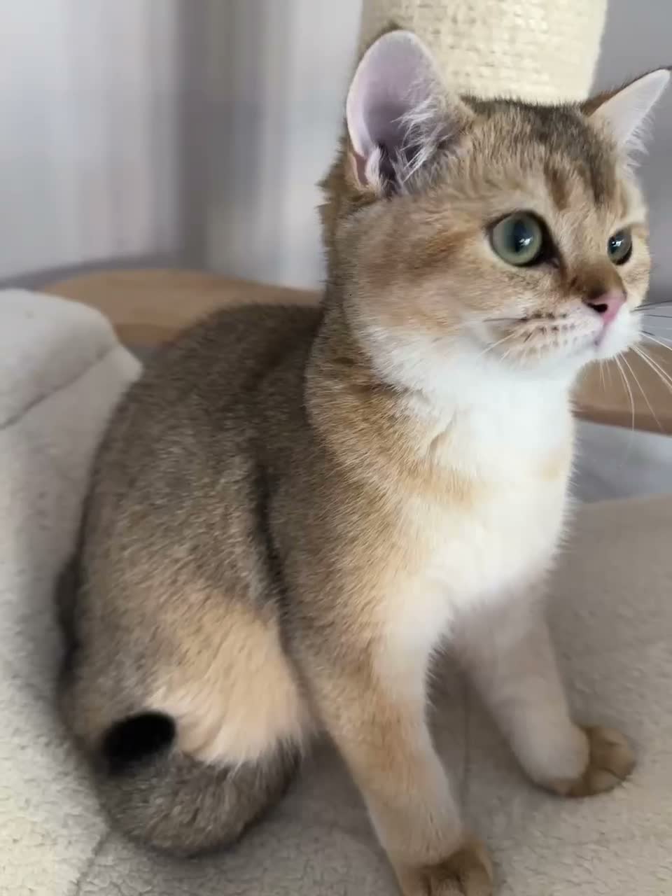 British Shorthair cats for sale: LAST GOLDEN KITTEN LEFT  - Video 1