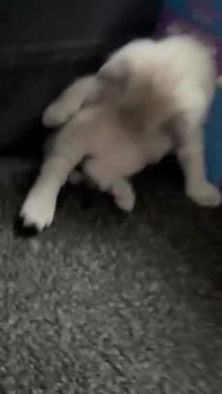 British Shorthair cats for sale: BRITISH SHORTHAIR KITTENS - Video 2