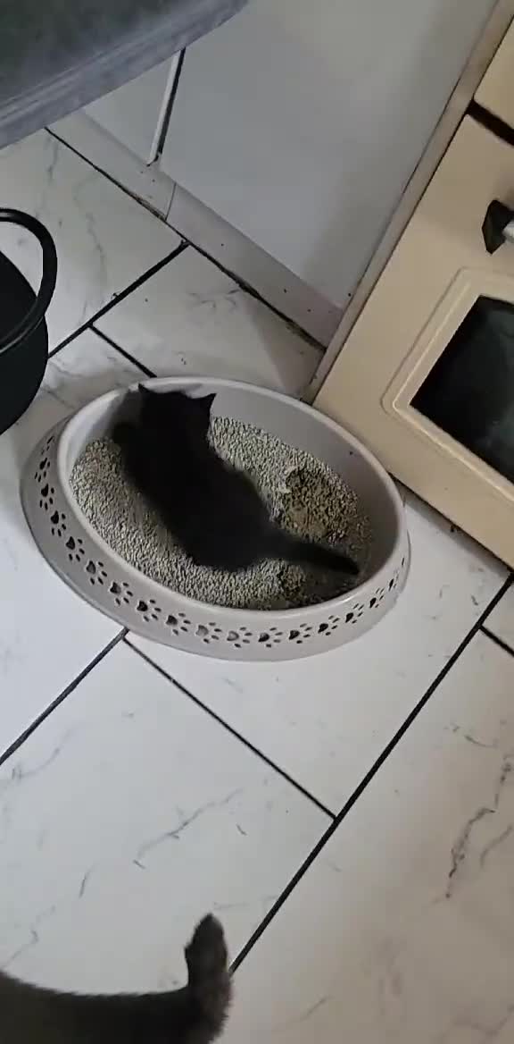 Mixed Breed cats for sale: British short hair mix breed (black) - Video 2