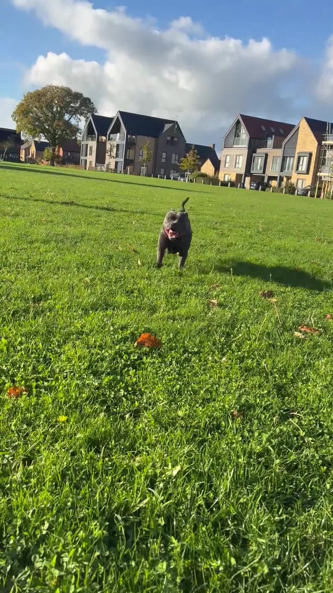 Staffordshire Bull Terrier dogs for stud: BEAUTBULLS BLUE KC REGISTERED STUD - Video 1