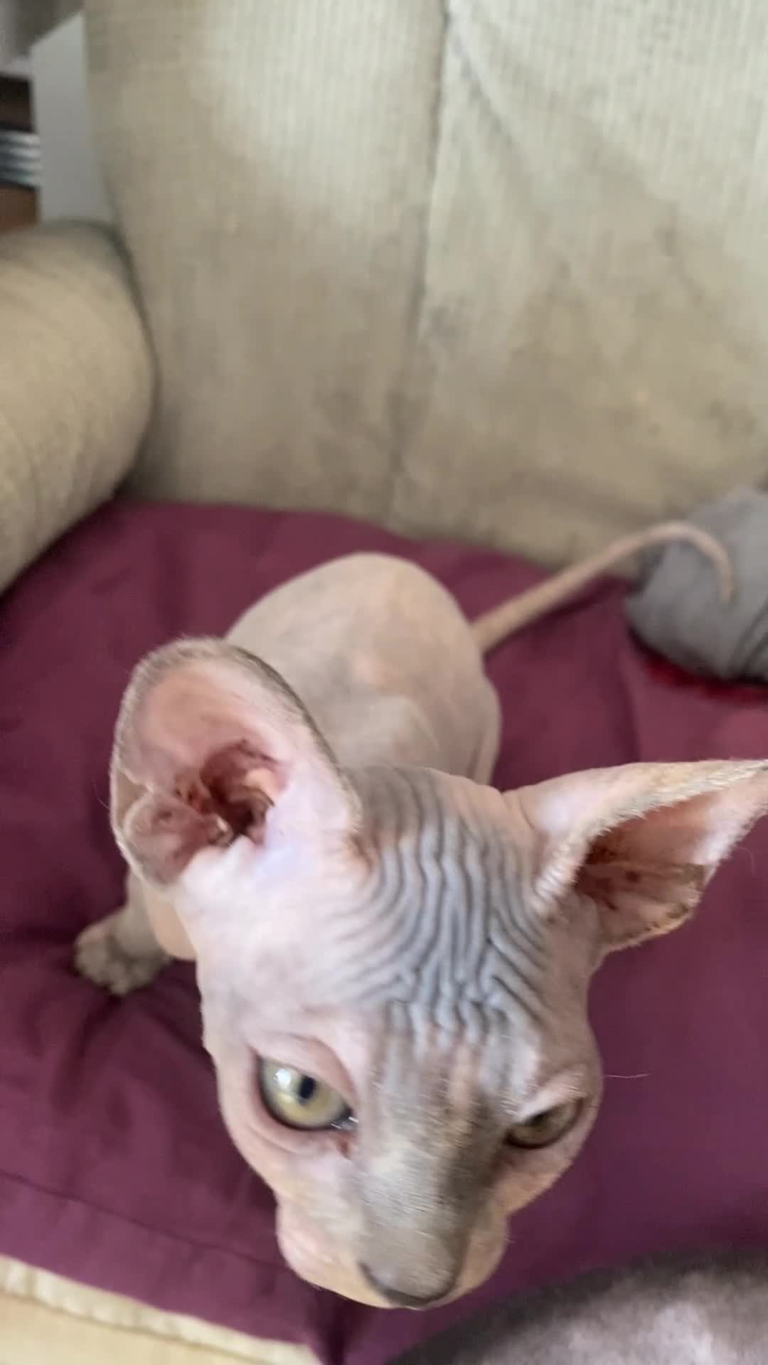 Sphynx cats for sale: Beautiful coloured kittens Spinx   - Video 3