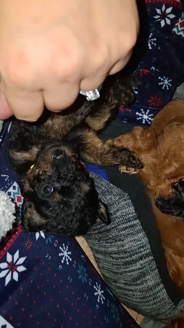 Mixed Breed dogs for sale: F1b health tested Rottiepoo puppies - Video 1