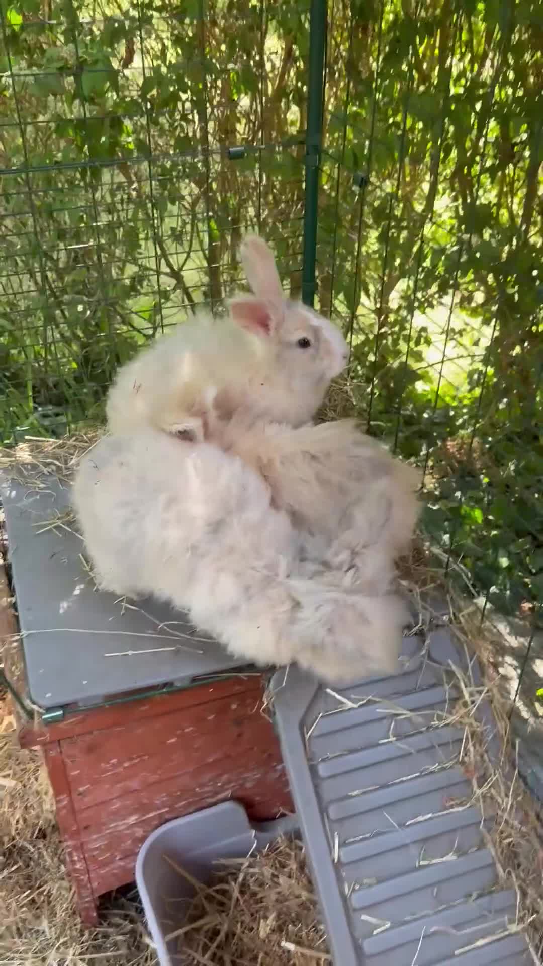 Mini Lop rabbits for sale: Mini lops-raised indoors-vaccinated  - Video 2