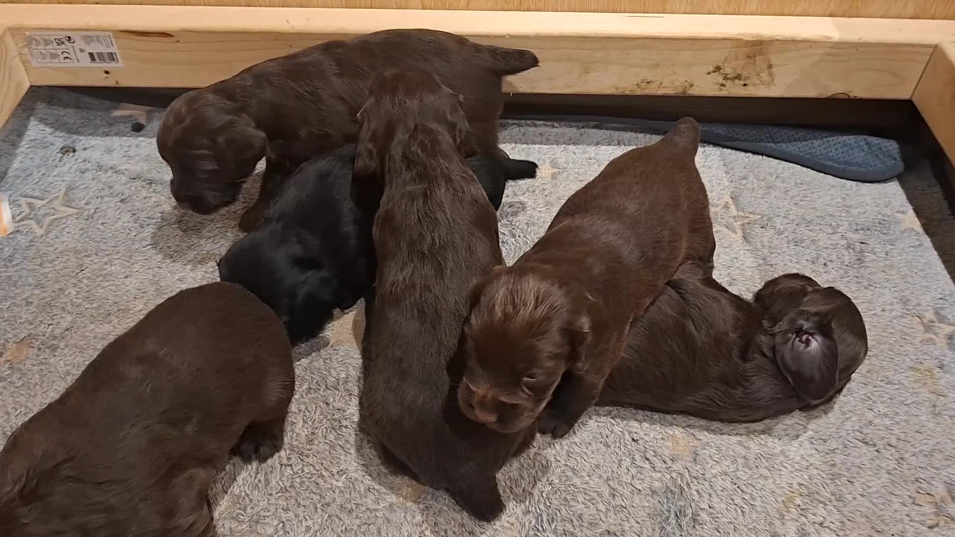 Cocker Spaniel dogs for sale: Working Cocker Spaniel Puppies - Video 1