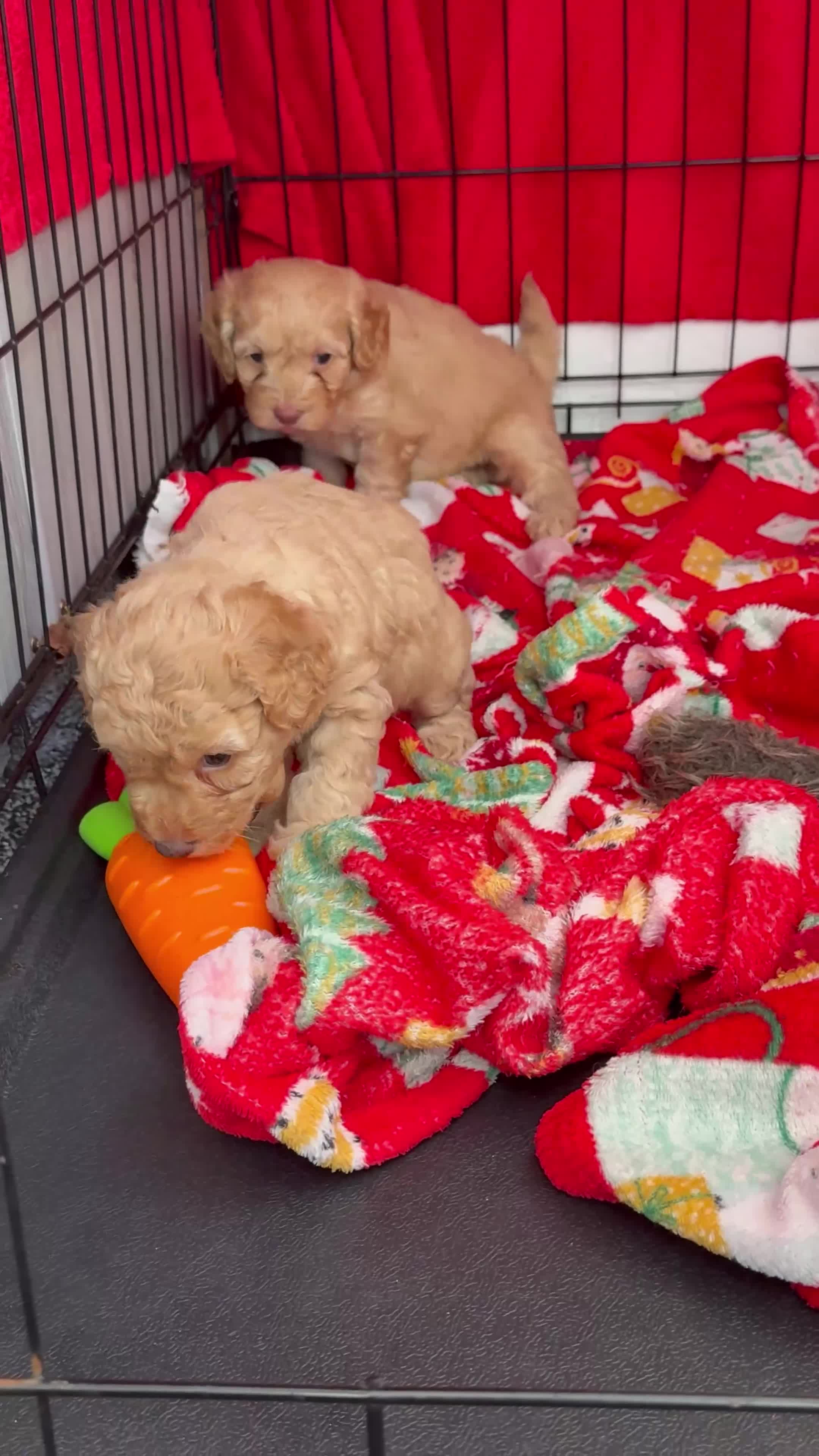 Cockapoo dogs for sale: Cream Cockapoo girls  in Grays - Video 2