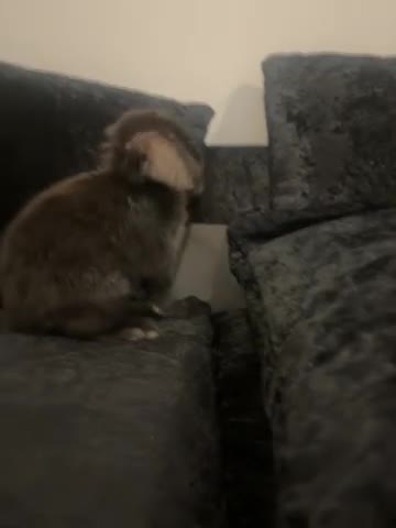 Mini Lop rabbits for sale: Mini lop  - Video 1