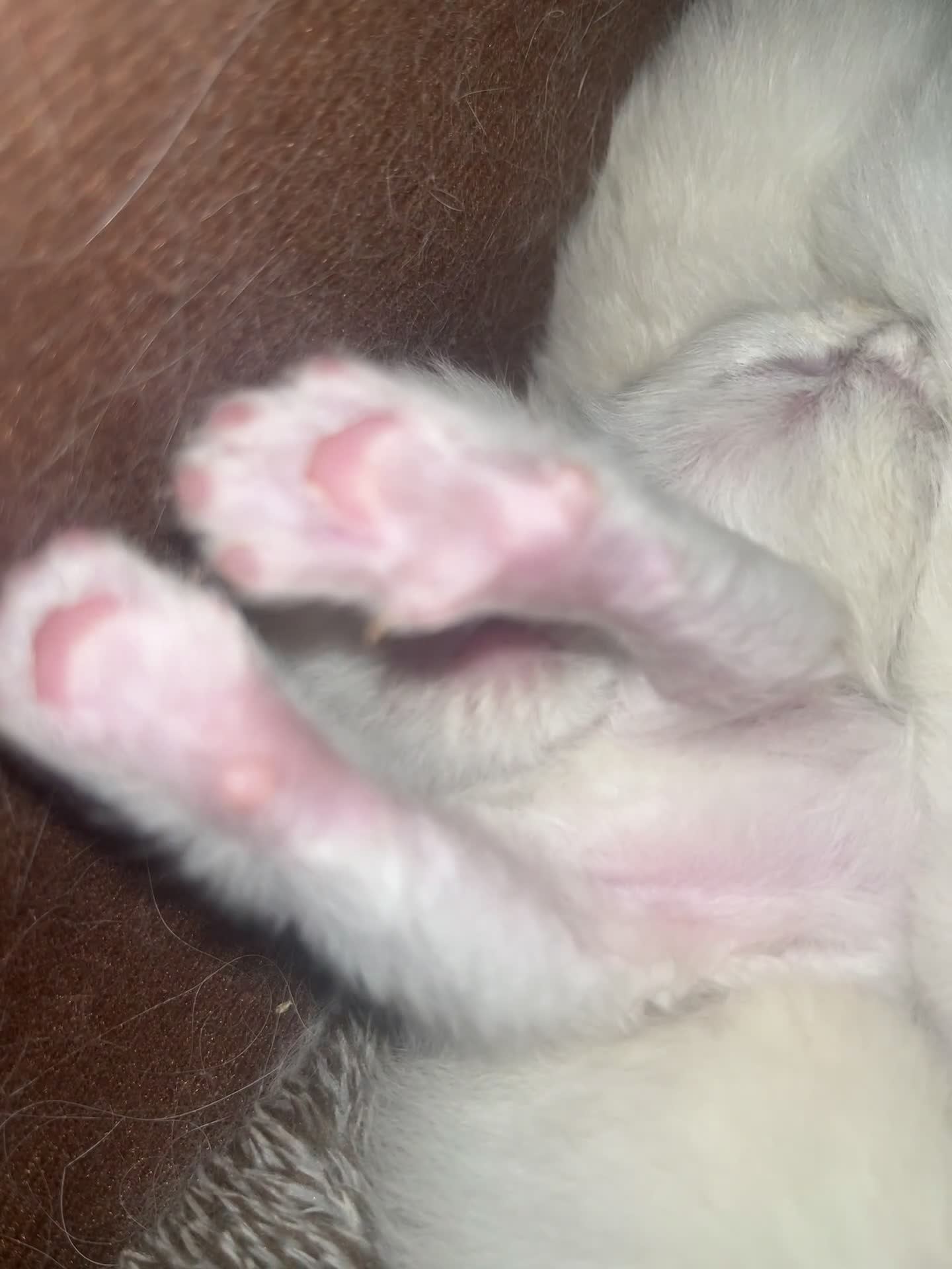 Ragdoll cats for sale: 7 Gorgeous Ragdoll Kittens - Video 1