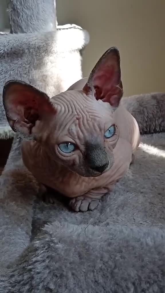 Sphynx cats for sale: Short Leg Munckin Sphinx Kittens(BullyCat) - Video 1