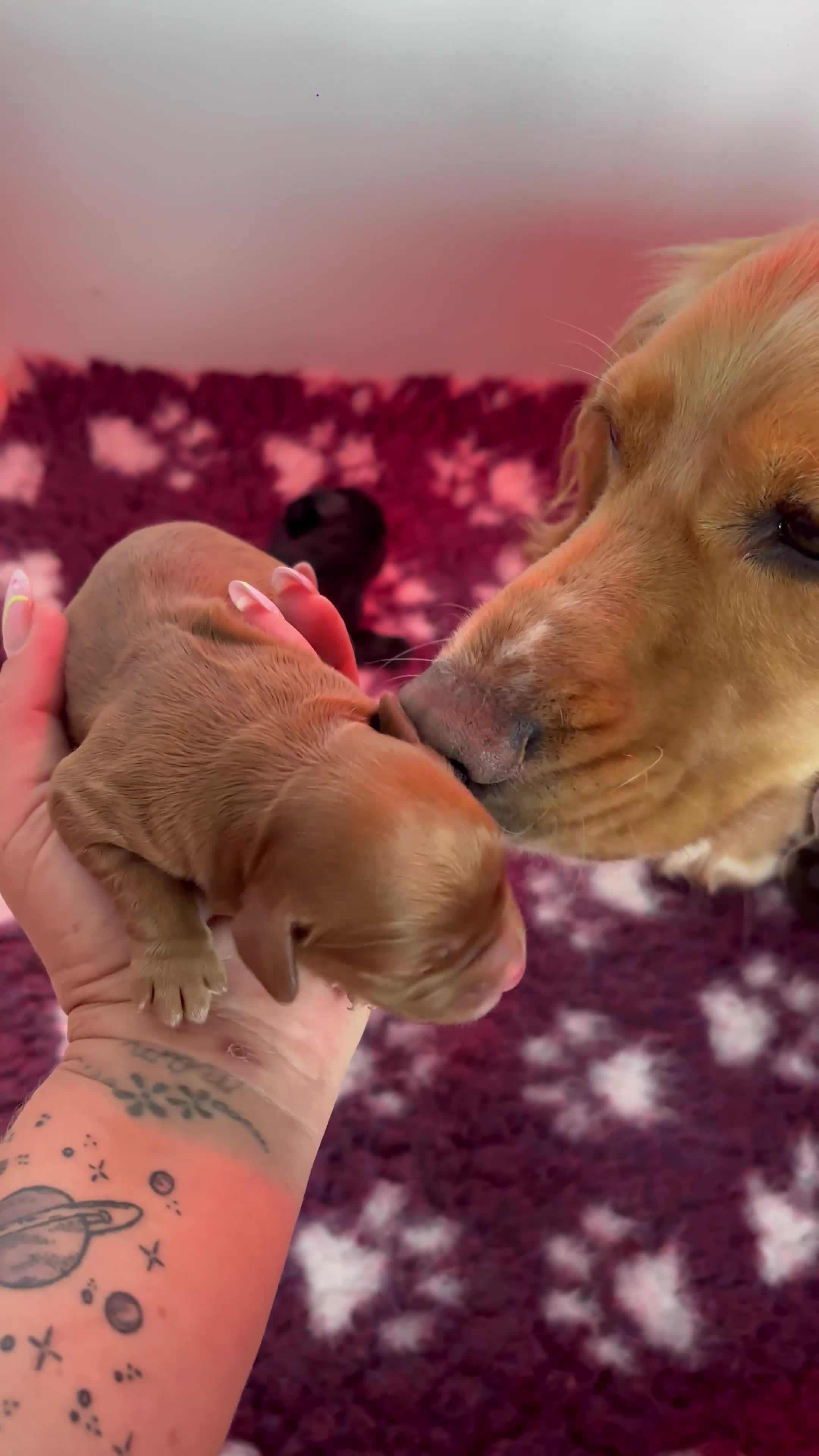 Cocker Spaniel dogs for sale: KC puppies. 1 girl 2 boys - Video 1