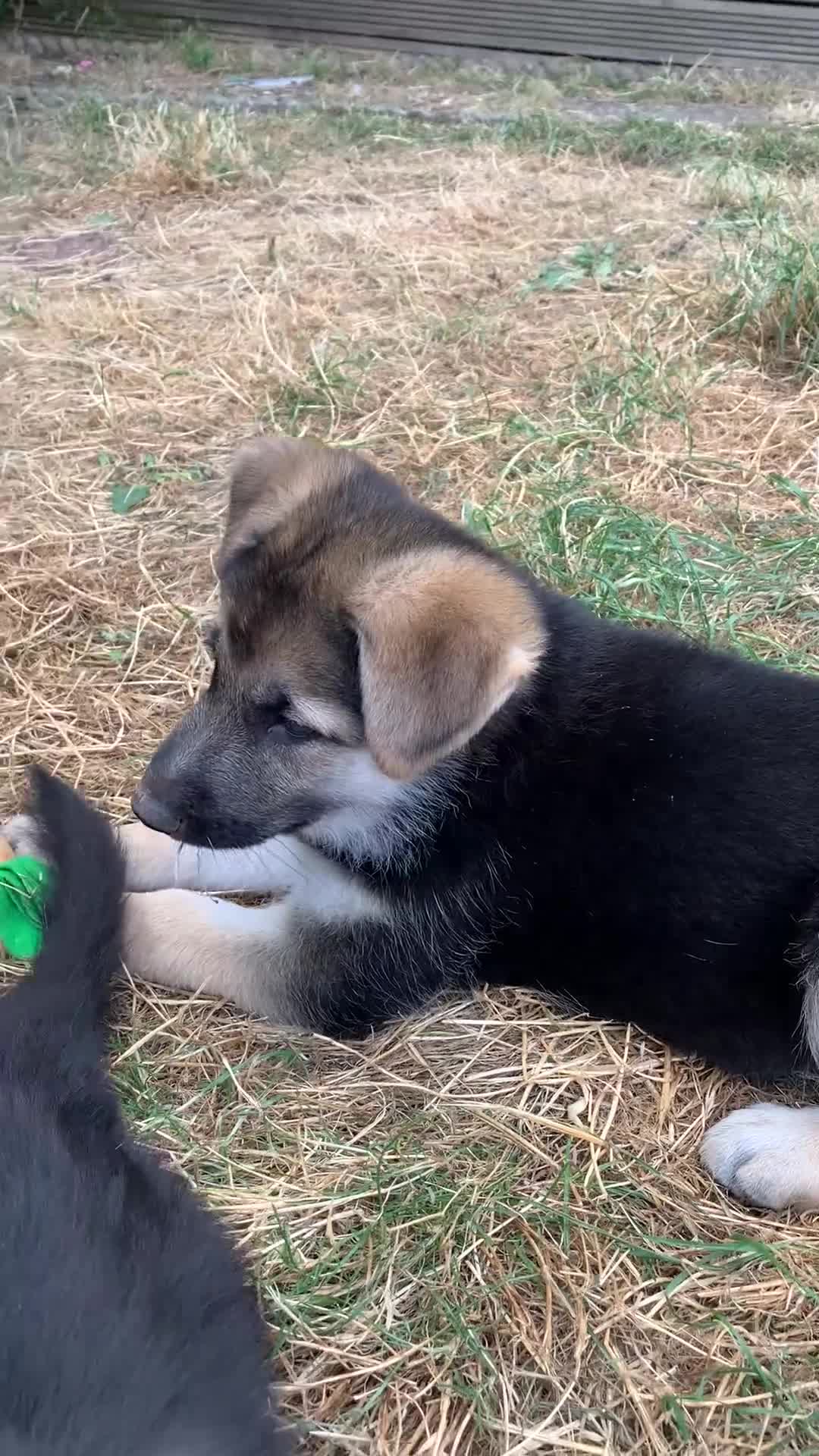German Shepherd dogs for sale: Quality Straight Backed German Shepherd Puppies - Video 4