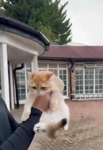 British Shorthair cats for sale: Last Golden British boy! Exceptional quality  - Video 1