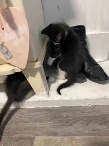 Mixed Breed cats for sale: 3 cute black and white kitten  - Video 1