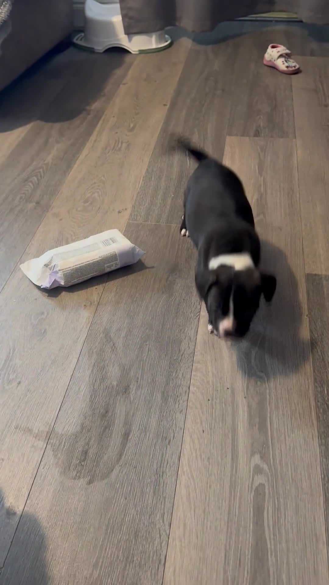 Mixed Breed dogs for sale: 1 fraffie girl left ready to leave now x - Video 1