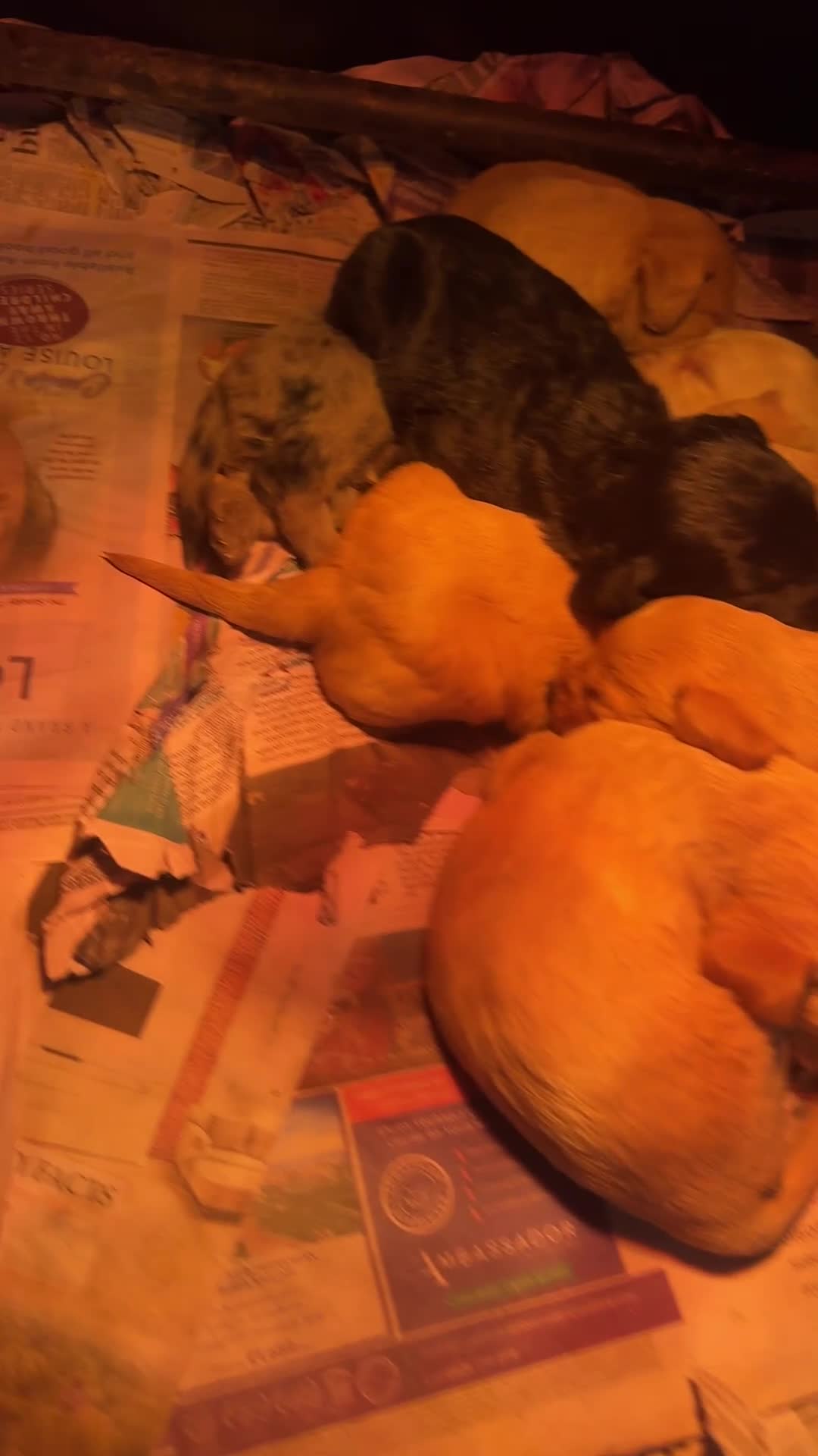 Labradoodle dogs for sale: miniature labradoodles pups  - Video 1