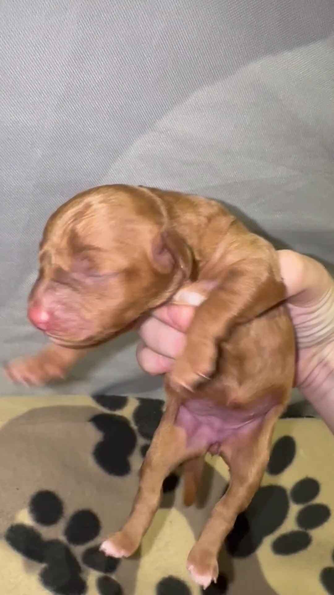 Cavapoo dogs for sale: Beautiful Red F1b Cavapoo pups-Ready September 🐾 in Havant - Video 4