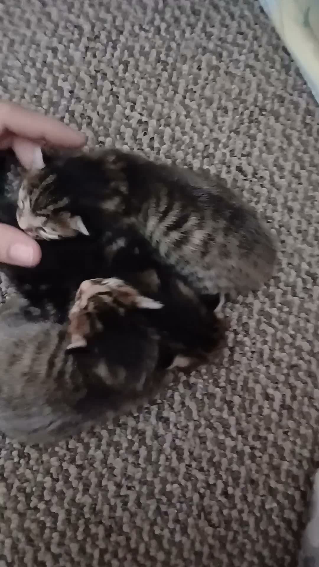 Mixed Breed cats for sale: Bengal cross kittens in Bellshill - Video 1