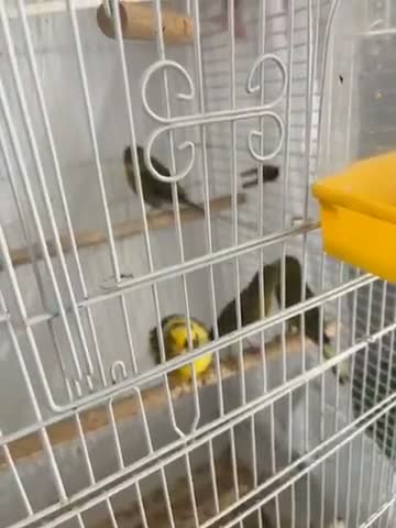 Canaries birds for sale: Canaries - Video 1