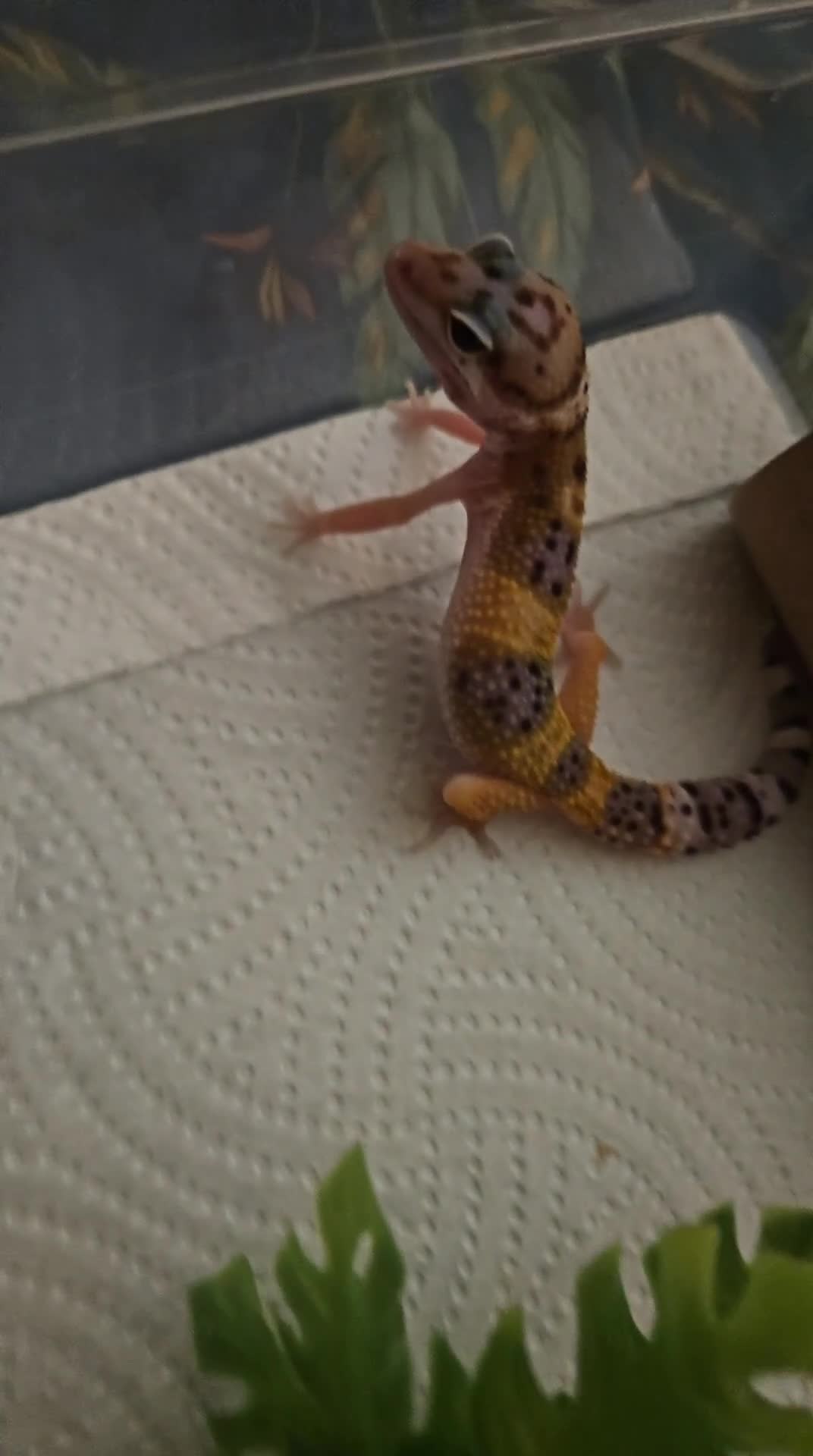 Leopard Gecko reptiles for sale: Leopard geckos available  - Video 2