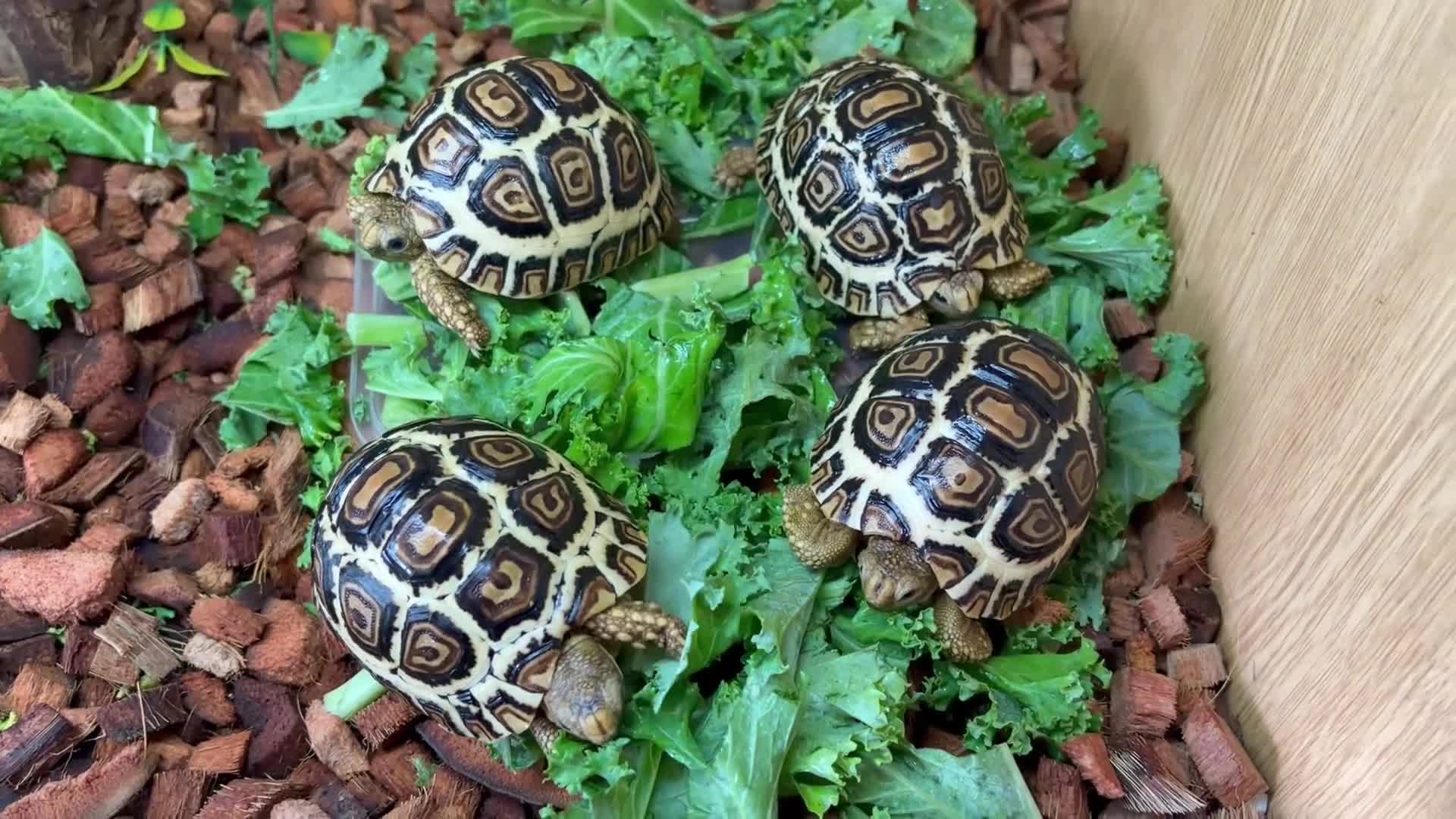 Tortoise reptiles for sale: Leopard Tortoses- Stunning RARE High White Babies - Video 1
