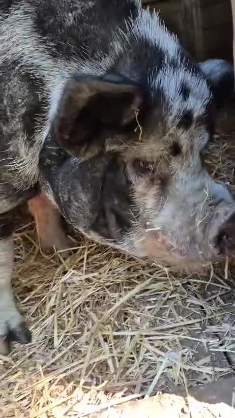 Pig livestock for sale: Loveable Kune x Julianna Boar - Barry in Peterborough - Video 1