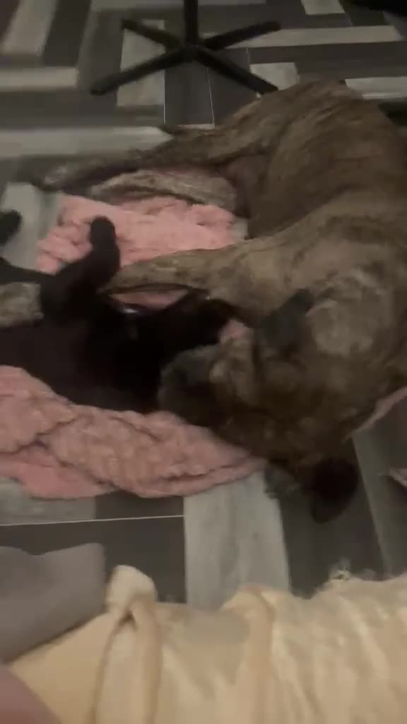 Presa Canario dogs for sale: Beautiful lil girls in Birmingham - Video 2
