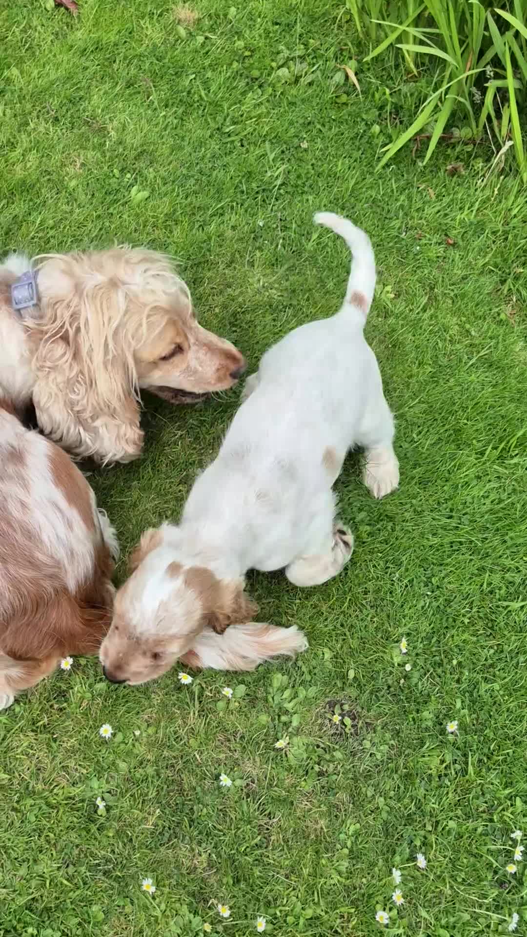 Cocker Spaniel dogs for sale: Show Cocker Spaniel - Video 1