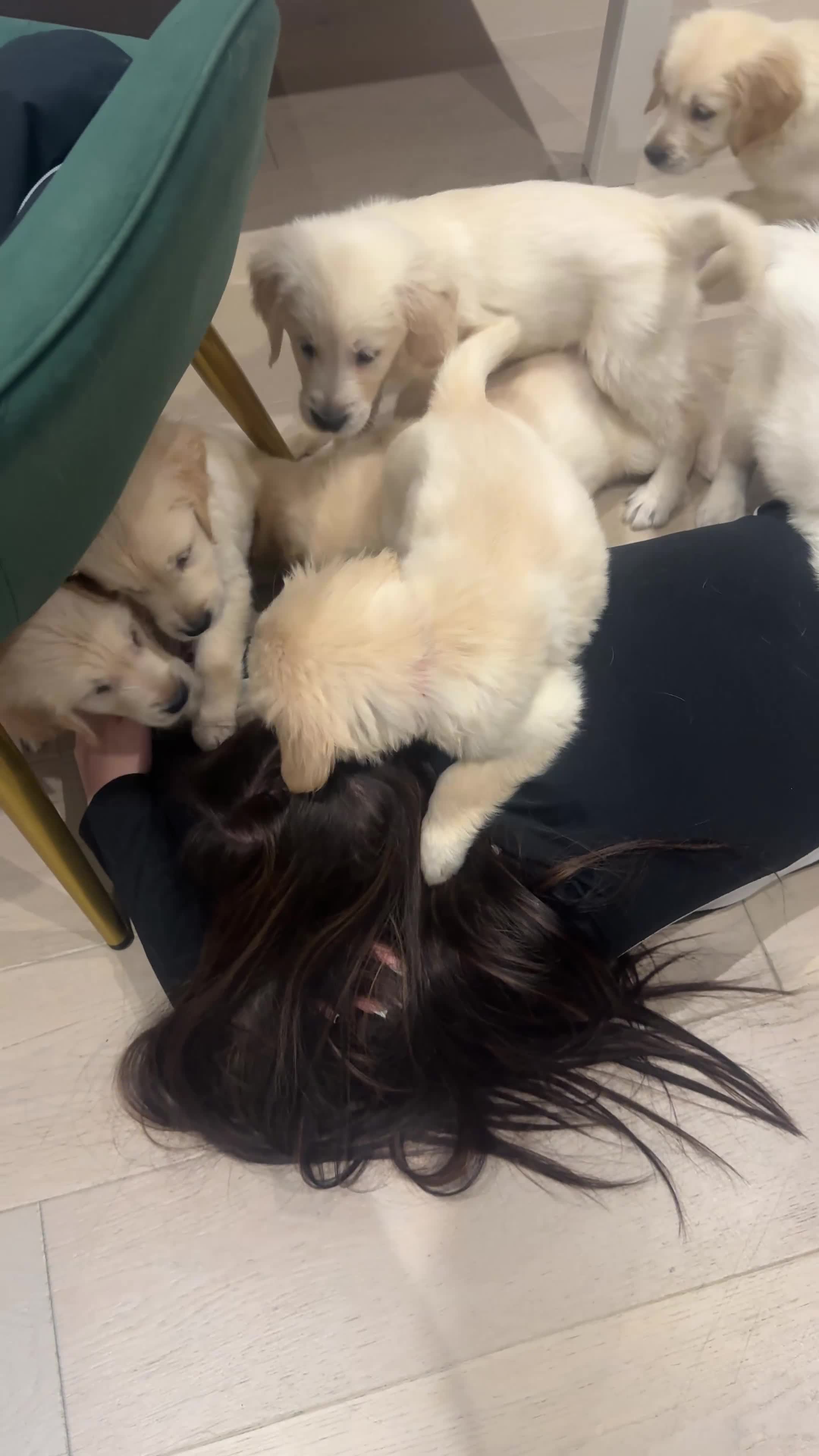 Golden Retriever dogs for sale: Champion line-KC Reg. Golden Retriever Puppies💖💙 - Video 4