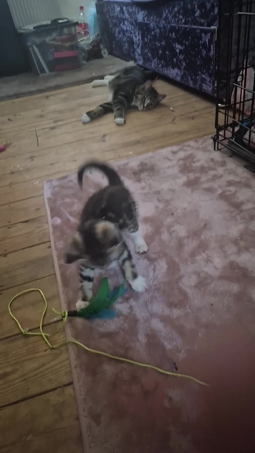 Mixed Breed cats for sale: British short hair cross  (19th July updated) in Stevenage - Video 2