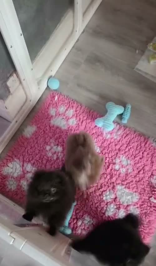 Pomeranian dogs for sale: 🐶READY TODAY🐶1 Tiny baby boy left  🐶  - Video 1