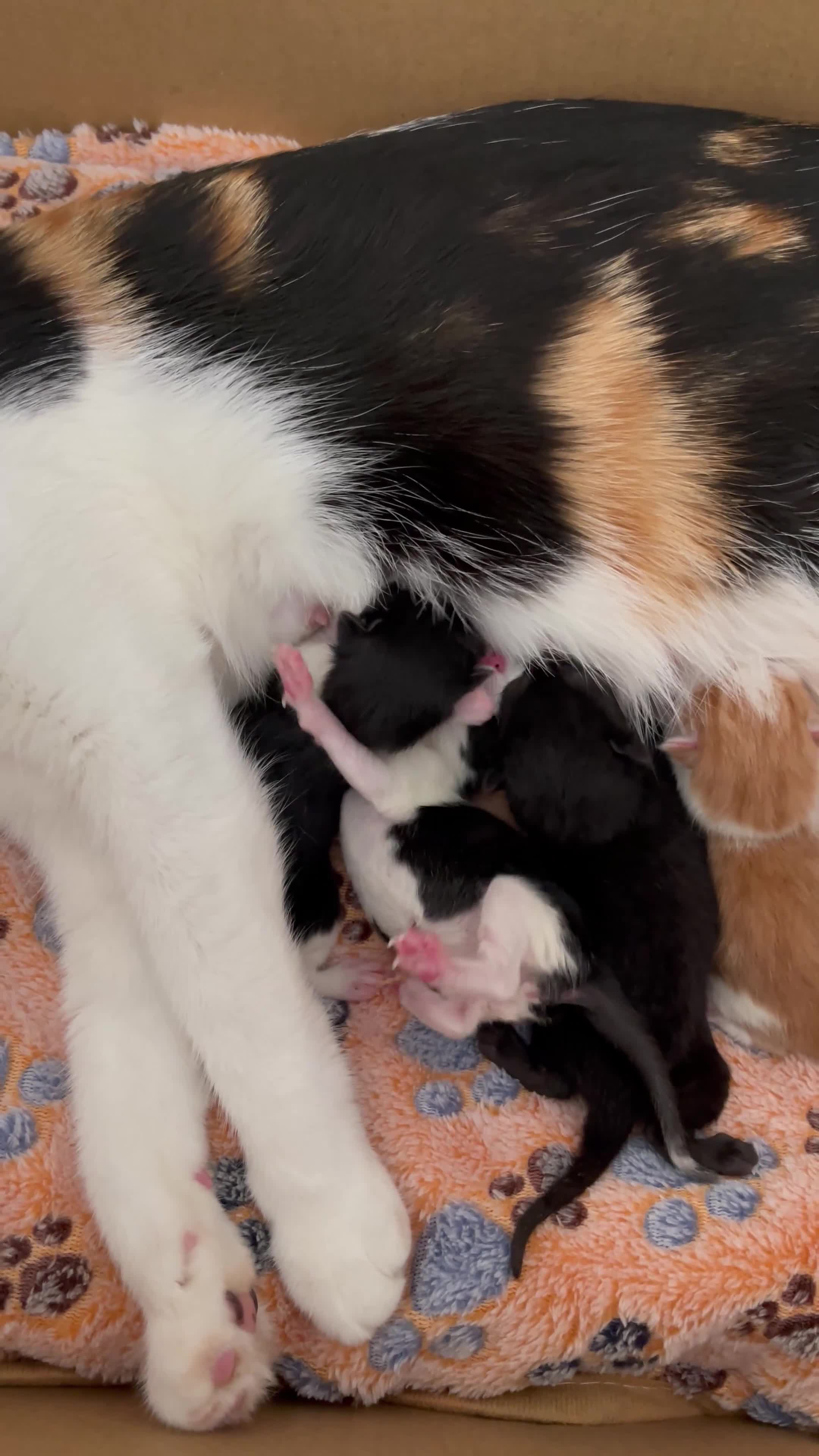 Mixed Breed cats for sale: Four mixed breed kittens in Bedford - Video 1