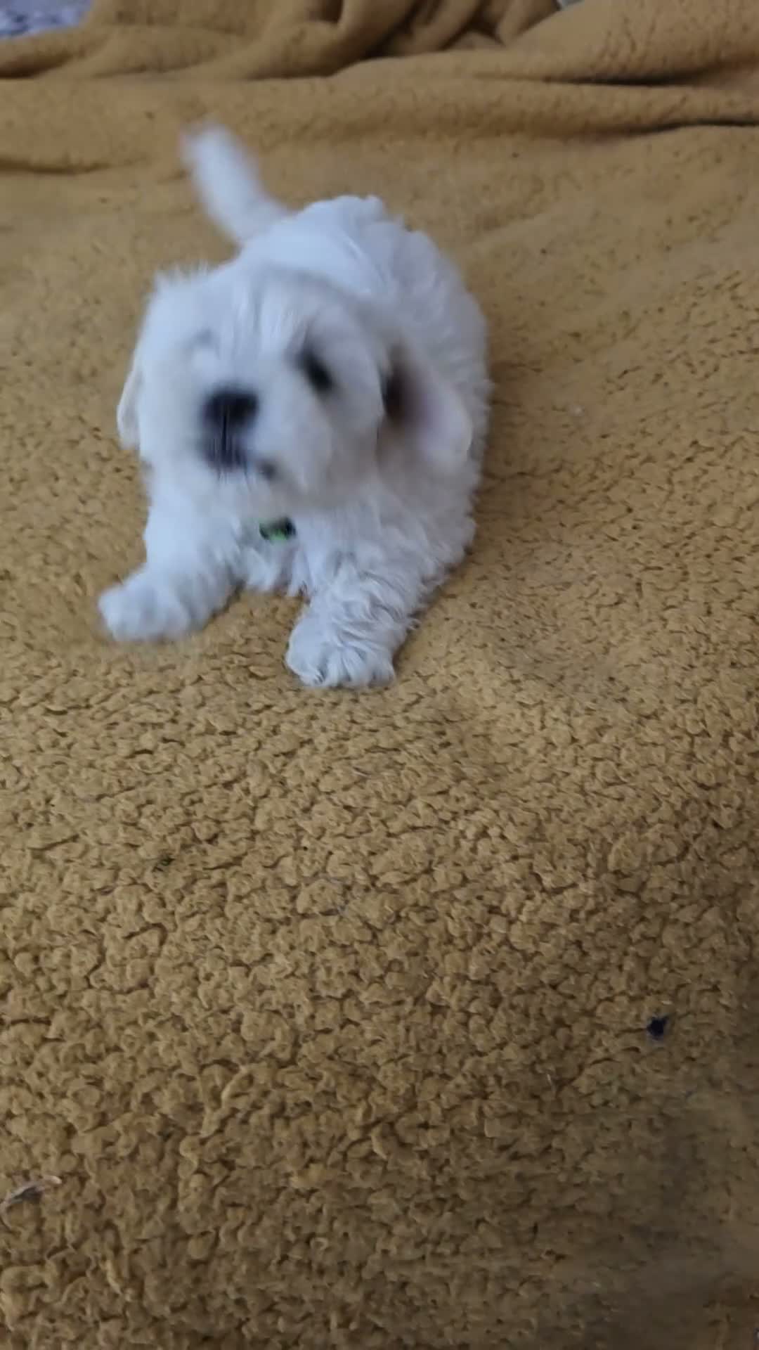 Maltese dogs for sale: Maltese  - Video 1