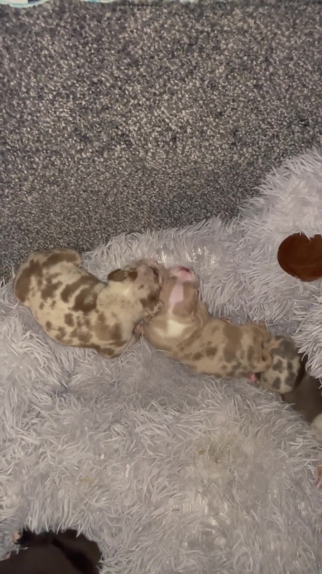 American Bully dogs for sale: American Pocket bully’s puppies  - Video 1