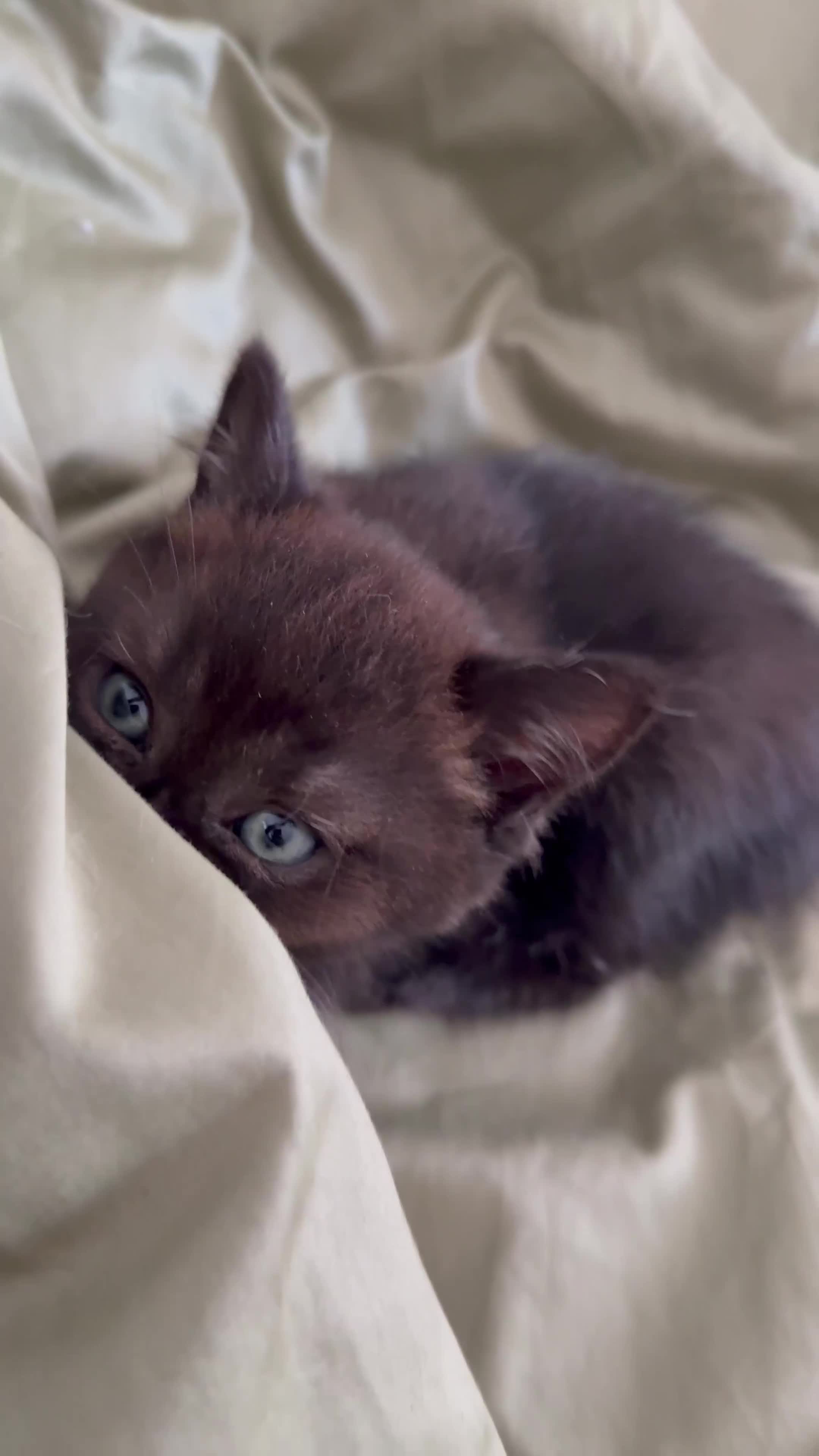 British Shorthair cats for sale: Beautiful rare litter of shorthair kittens - Video 2