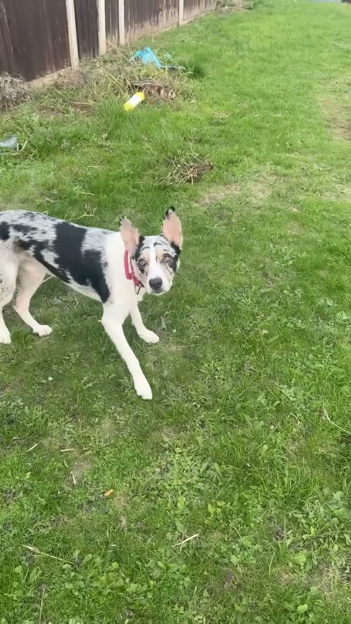 Mixed Breed dogs for sale:  Merle border collie  - Video 1