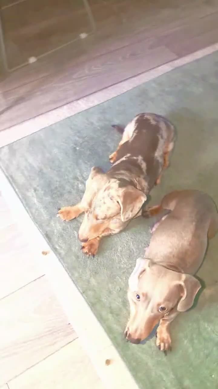 Miniature Dachshund dogs for sale: Gorgeous Purebred Miniature Dachshund Puppies - Video 4