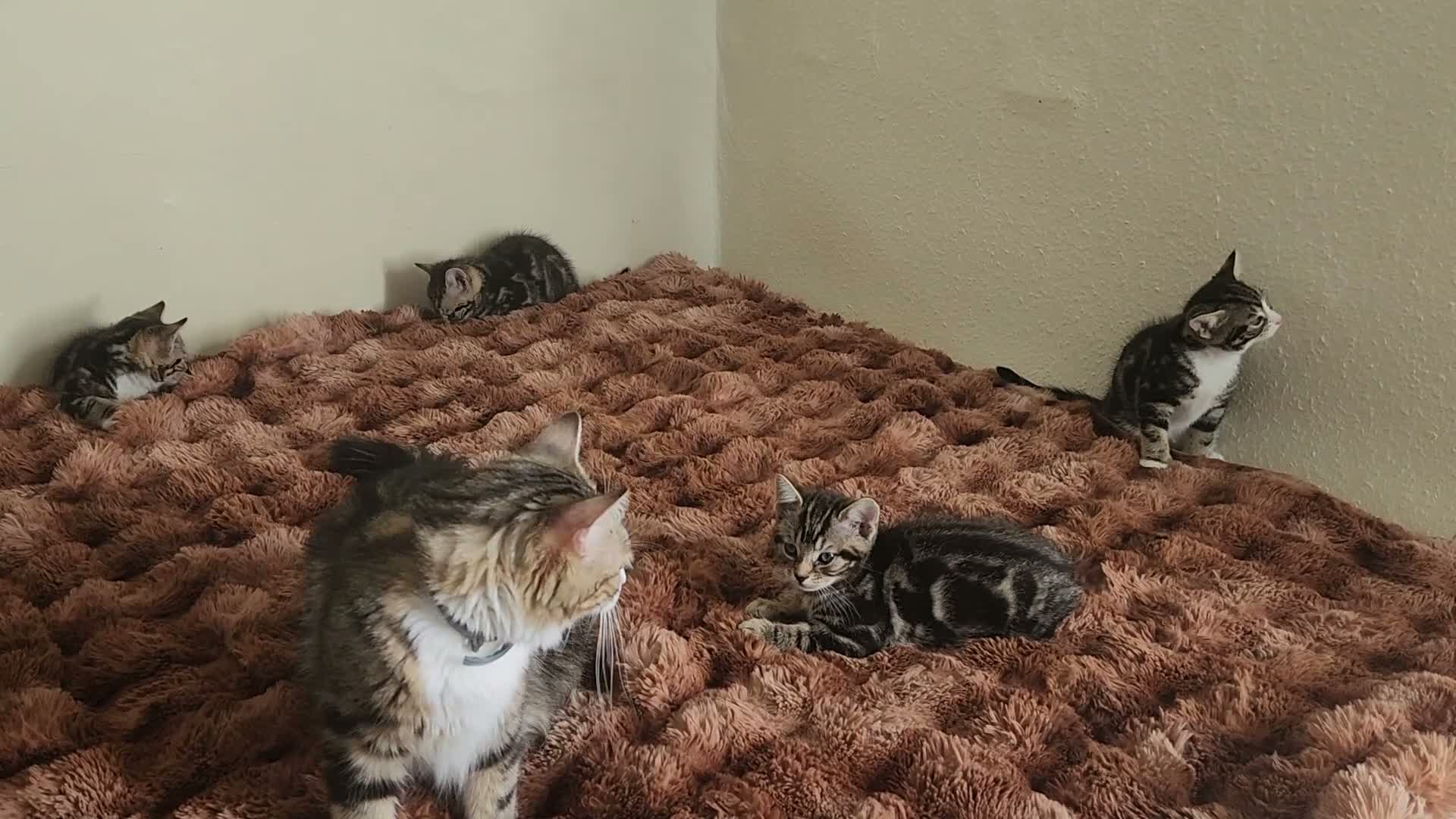 Mixed Breed cats for sale: Take home your best friend - Video 1