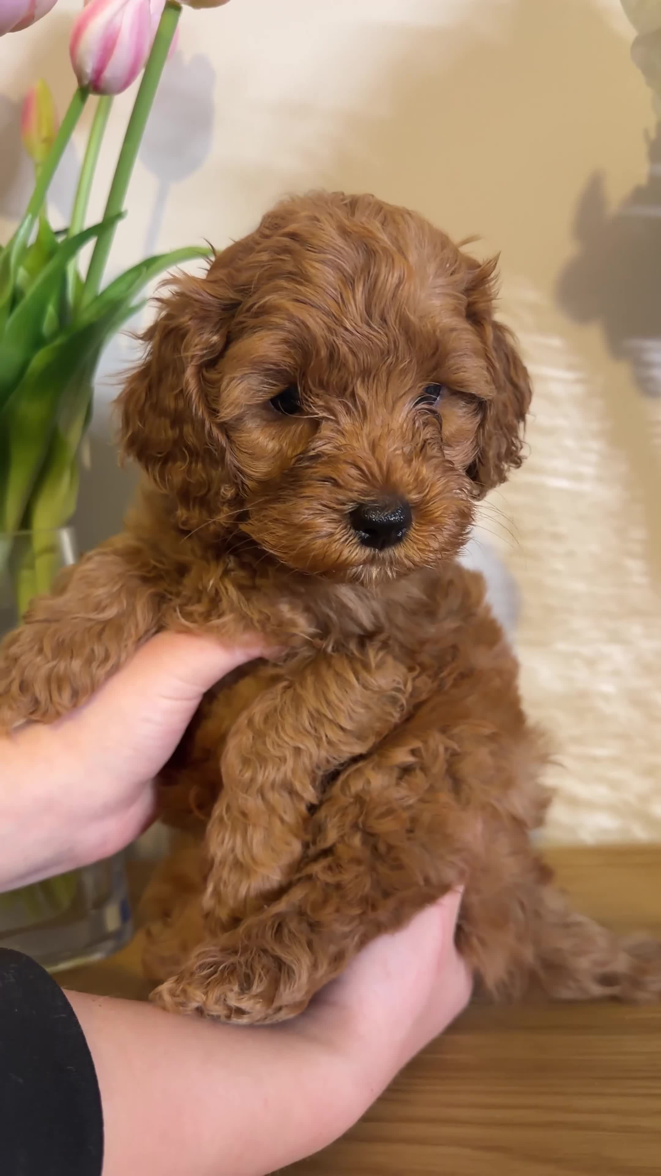 Cavapoo dogs for sale: Health Tested cavapoos- males-DNA tested parents - Video 3